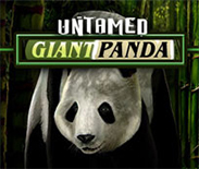 Untamed - Giant Panda